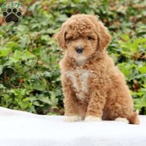 Ellie F1BB, Mini Goldendoodle Puppy